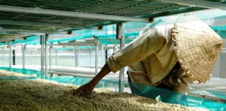 Rainforest Alliance anuncia la Certificación de Agricultura Regenerativa para el café