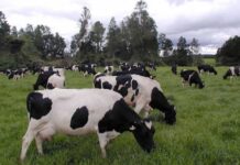 Recepción nacional de leche registra alza de 7,9% durante el primer semestre, con impulso regional Recepción nacional de leche registra alza de 7,9% durante el primer semestre, con impulso regional