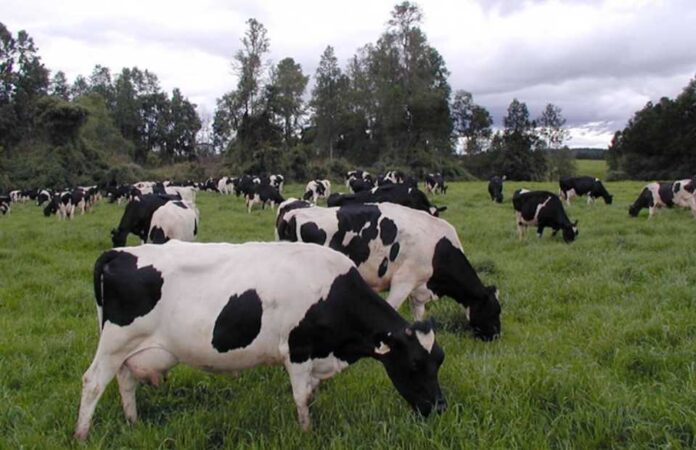 Recepción nacional de leche registra alza de 7,9% durante el primer semestre, con impulso regional