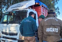 SAG Ñuble refuerza llamado a prevenir el abigeato SAG Ñuble refuerza llamado a prevenir el abigeato