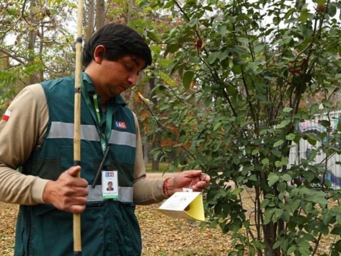 SAG aplica riguroso protocolo de erradicación para resguardar la condición de país libre de Mosca de la Fruta