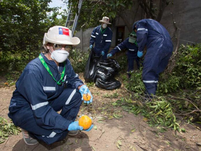 SAG aplica riguroso protocolo de erradicación para resguardar la condición de país libre de Mosca de la Fruta