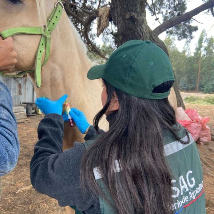 SAG refuerza llamado a prevenir la anemia infecciosa equina en Fiestas Patrias SAG refuerza llamado a prevenir la anemia infecciosa equina en Fiestas Patrias