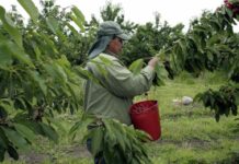 Salarios del agro chileno atraen a inmigrantes bolivianos: "En tres días ganan lo de un mes", afirma la SNA