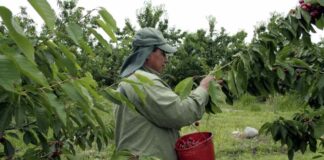 Salarios del agro chileno atraen a inmigrantes bolivianos: "En tres días ganan lo de un mes", afirma la SNA