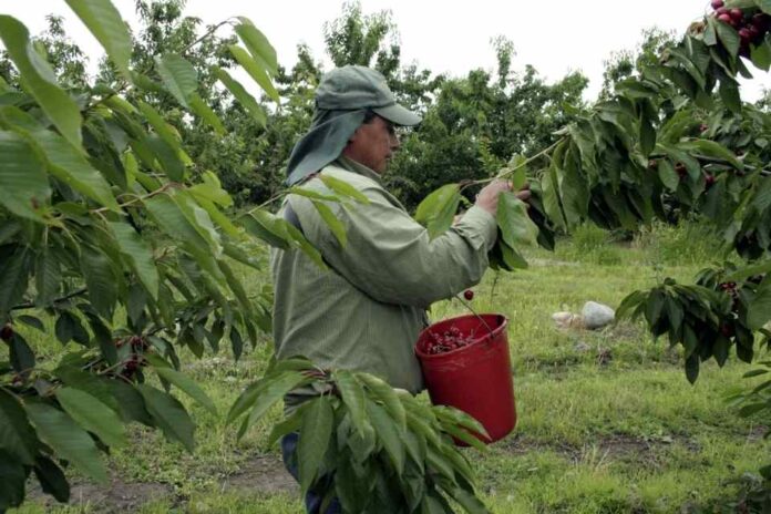 Salarios del agro chileno atraen a inmigrantes bolivianos: 