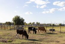 Suplemento creado en la Udec logra mejorar la eficiencia reproductiva de bovinos Suplemento creado en la Udec logra mejorar la eficiencia reproductiva de bovinos