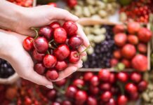 Temporada de cerezas en Chile proyecta generar hasta 600 mil empleos temporales