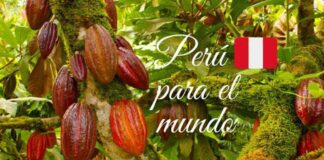 Tres cacaos peruanos se ubicaron entre los 50 mejores cacaos del mundo