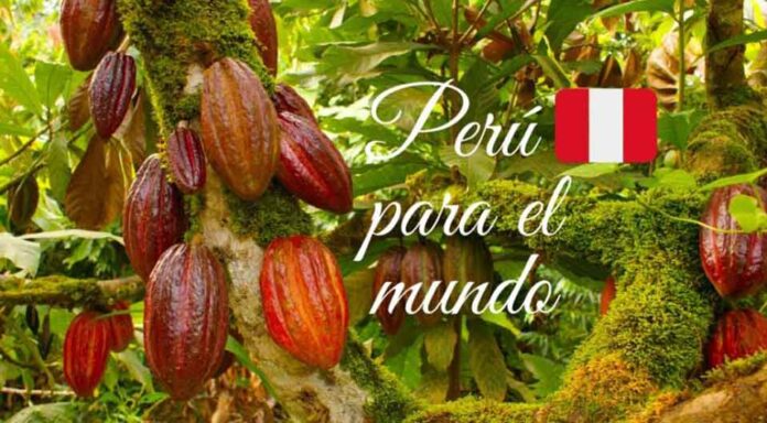 Tres cacaos peruanos se ubicaron entre los 50 mejores cacaos del mundo