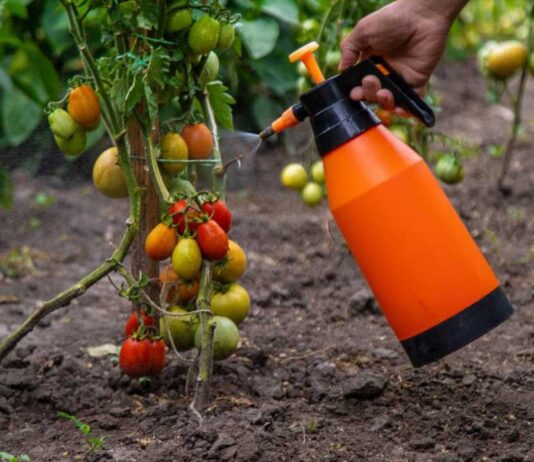 Un compuesto permite a los tomates y otros cultivos resistir la sequía