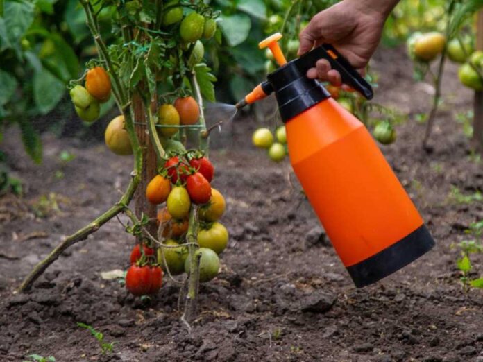 Un compuesto permite a los tomates y otros cultivos resistir la sequía