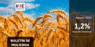 INE Biobío publica cifras de molienda de trigo correspondiente a agosto de 2025