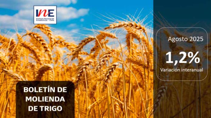 INE Biobío publica cifras de molienda de trigo correspondiente a agosto de 2025