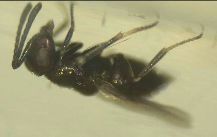 INIA La Platina publica ficha técnica sobre controlador biológico de la polilla de la papa