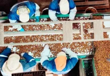 Alza mundial de precios mejora las perspectivas para el avellano europeo en Ñuble Alza mundial de precios mejora las perspectivas para el avellano europeo en Ñuble