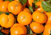 Firma israelí Mehadrin adquiere agrícola en Perú y amplía su oferta global de frutas Firma israelí Mehadrin adquiere agrícola en Perú y amplía su oferta global de frutas