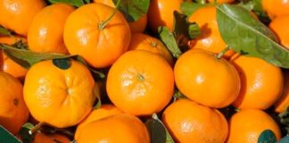 Firma israelí Mehadrin adquiere agrícola en Perú y amplía su oferta global de frutas