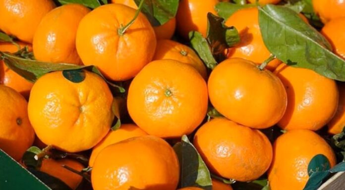 Firma israelí Mehadrin adquiere agrícola en Perú y amplía su oferta global de frutas Firma israelí Mehadrin adquiere agrícola en Perú y amplía su oferta global de frutas