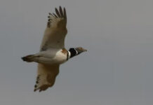 Bruselas actualiza las medidas para que no se propague la gripe aviar y la peste porcina Bruselas actualiza las medidas para que no se propague la gripe aviar y la peste porcina