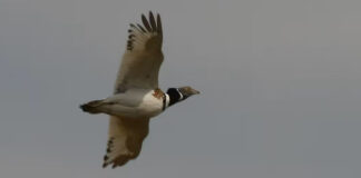 Bruselas actualiza las medidas para que no se propague la gripe aviar y la peste porcina