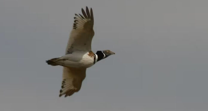 Bruselas actualiza las medidas para que no se propague la gripe aviar y la peste porcina Bruselas actualiza las medidas para que no se propague la gripe aviar y la peste porcina