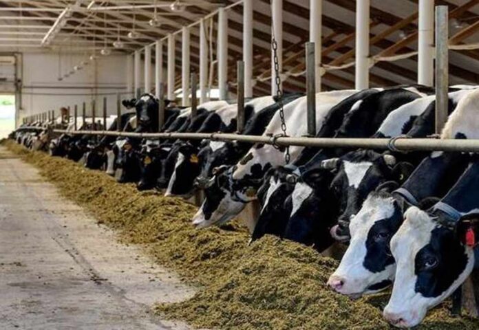 Reducir las emisiones de metano en la ganadería: una solución verde para el futuro