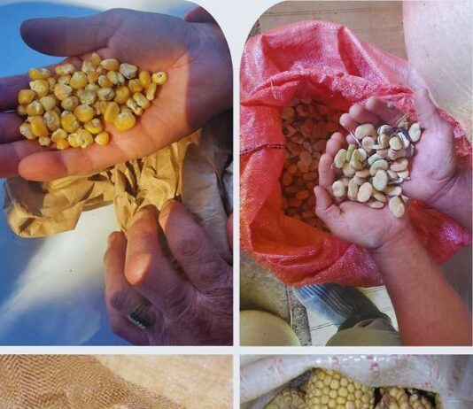 ¿Cómo resguardar semillas locales? INIA La Platina presenta nueva ficha técnica ¿Cómo resguardar semillas locales? INIA La Platina presenta nueva ficha técnica