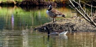 ¿Por qué son tan importantes los ríos y humedales para enfrentar la crisis climática