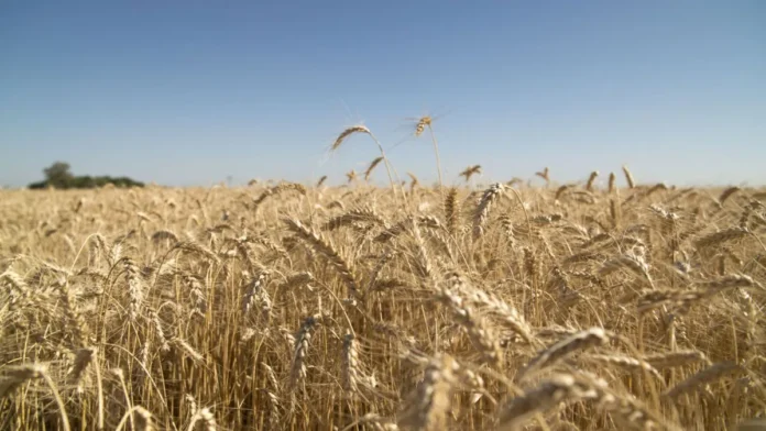 5b102bd470df6_1200_675! Argentina | Trigo y cebada avanzan con buenas condiciones y proyecciones altas