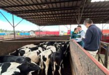 934 vaquillas serán enviadas a Malasia luego de cumplir cuarentena sanitaria en Linares