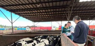 934 vaquillas serán enviadas a Malasia luego de cumplir cuarentena sanitaria en Linares