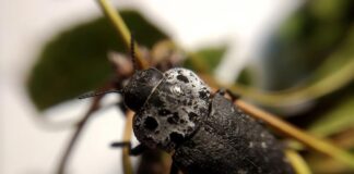 ASAJA Granada pide ayudas por la avispilla del almendro y el gusano cabezudo