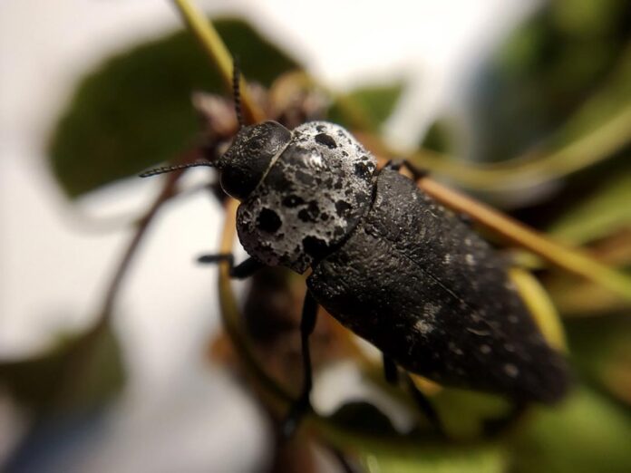 ASAJA Granada pide ayudas por la avispilla del almendro y el gusano cabezudo ASAJA Granada pide ayudas por la avispilla del almendro y el gusano cabezudo