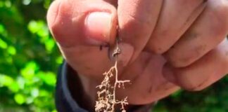 Lombricultura de BIOFERT, en producción de Avellanos y Cerezas, en Agricola El Nevado