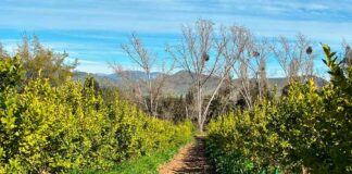 El Futuro Fértil de Chile: Agricultura Regenerativa y Biotecnología como Ejes de la Productividad Sostenible