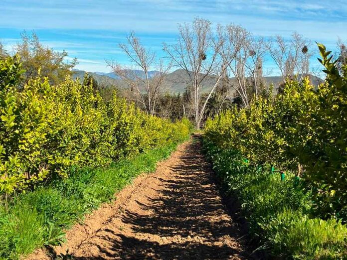 El Futuro Fértil de Chile: Agricultura Regenerativa y Biotecnología como Ejes de la Productividad Sostenible El Futuro Fértil de Chile: Agricultura Regenerativa y Biotecnología como Ejes de la Productividad Sostenible