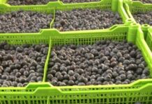Frutas de Chile proyecta leve incremento en las exportaciones de arándanos frescos para la temporada 2025-2026