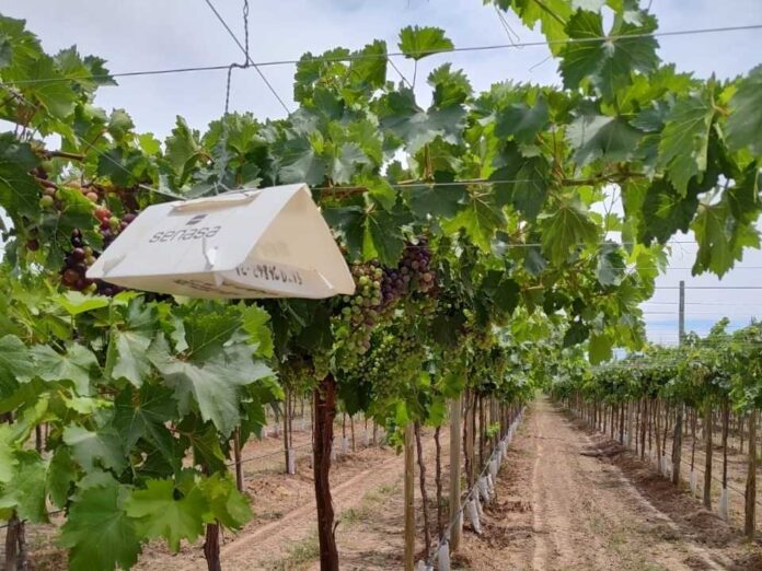 Argentina | Inician fiscalización del SMR que permite mover vid sin tratamiento cuarentenario