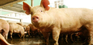 Argentina presenta su Plan Nacional de Control y Erradicación de la Enfermedad de Aujeszky