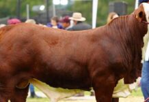 Argentina | Banco Macro presente en la Exposición Nacional de Primavera Braford