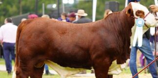 Argentina | Banco Macro presente en la Exposición Nacional de Primavera Braford