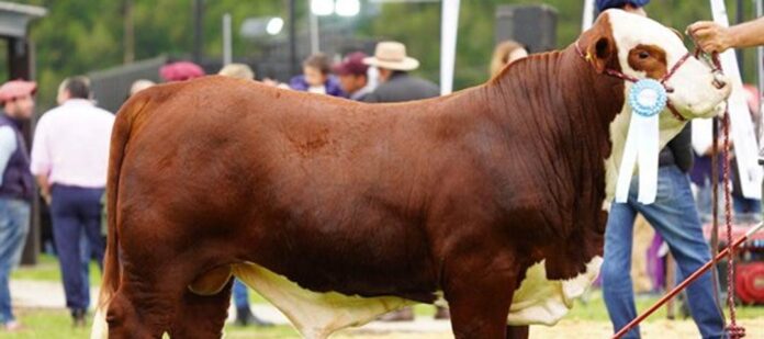 Argentina | Banco Macro presente en la Exposición Nacional de Primavera Braford Argentina | Banco Macro presente en la Exposición Nacional de Primavera Braford