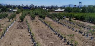 #CEAFDivulga Investigador de CEAF avanza en estudios para dar resistencia a árboles vulnerables a las sequías mediante portainjertos