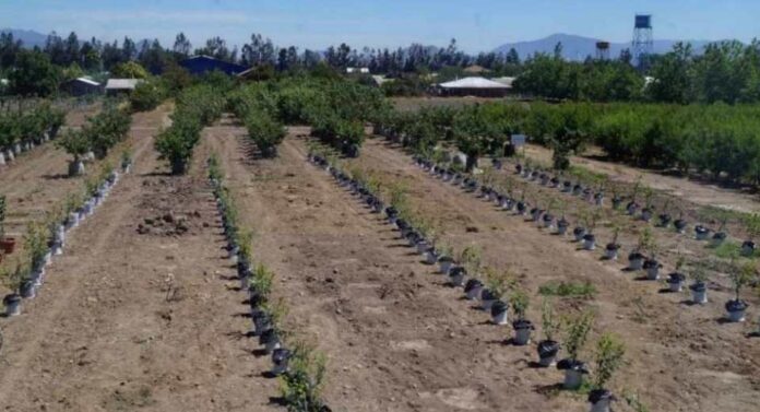 #CEAFDivulga Investigador de CEAF avanza en estudios para dar resistencia a árboles vulnerables a las sequías mediante portainjertos