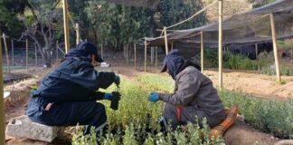 CONAF valora compromiso de trabajadores del PEE en Vivero de Illapel