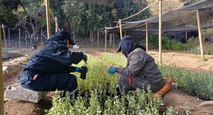 CONAF valora compromiso de trabajadores del PEE en Vivero de Illapel
