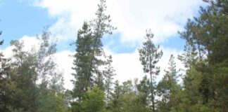 Catastro de CONAF refleja importante cobertura de bosques en territorio maulino