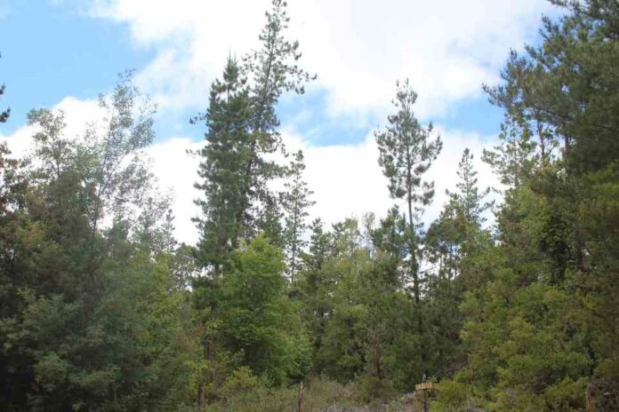 Catastro de CONAF refleja importante cobertura de bosques en territorio maulino Catastro de CONAF refleja importante cobertura de bosques en territorio maulino