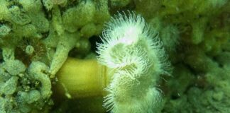 CerveCiencia abordará la invasión del bentos chileno por la anémona Metridium senile